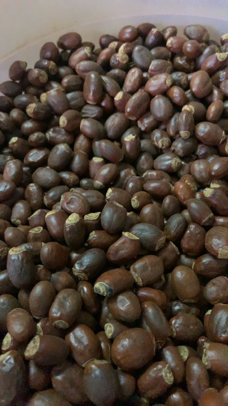 中药材荔枝核无硫熏饮片厂要求符合国家药典要求手机拍摄