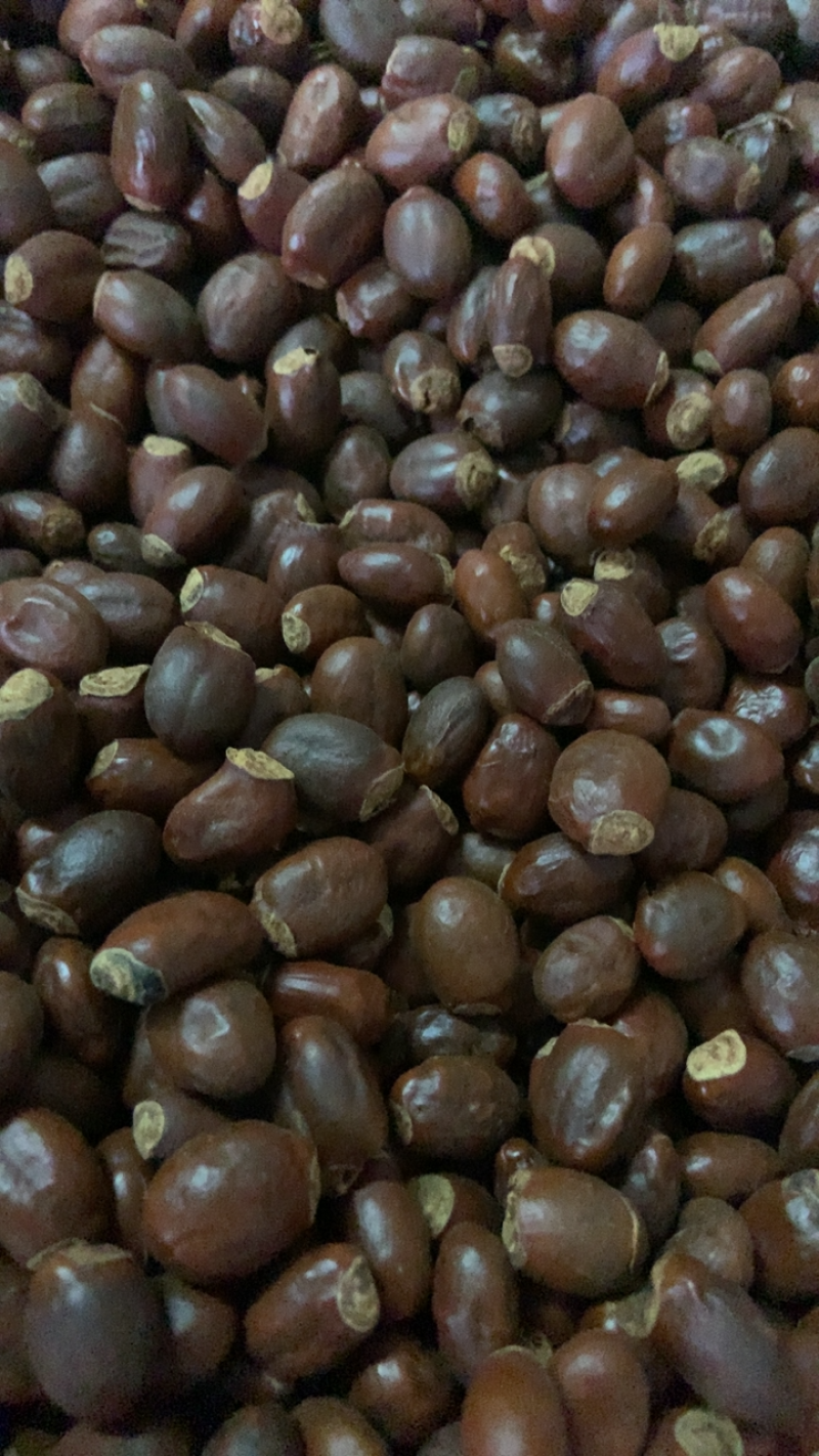 中药材荔枝核无硫熏饮片厂要求符合国家药典要求手机拍摄