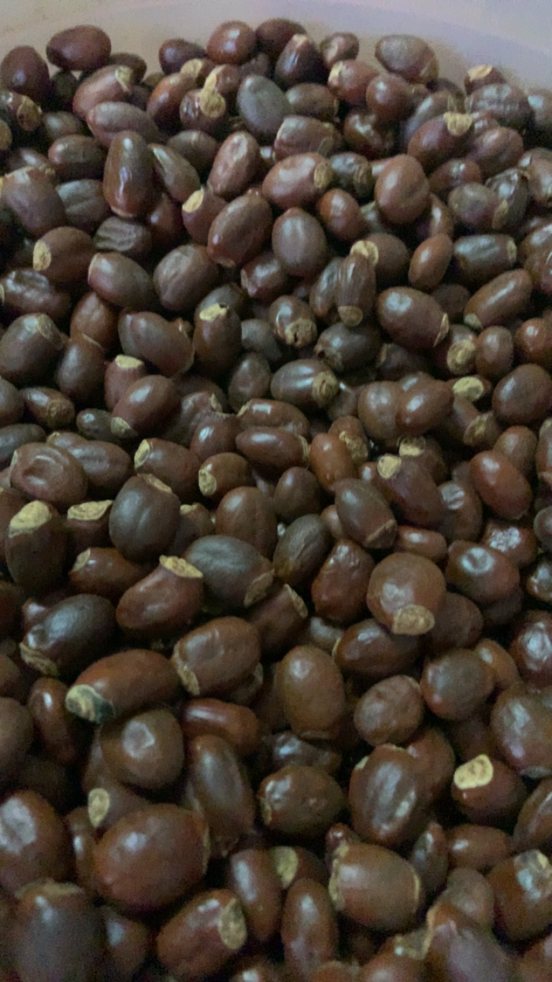 中药材荔枝核无硫熏饮片厂要求符合国家药典要求手机拍摄