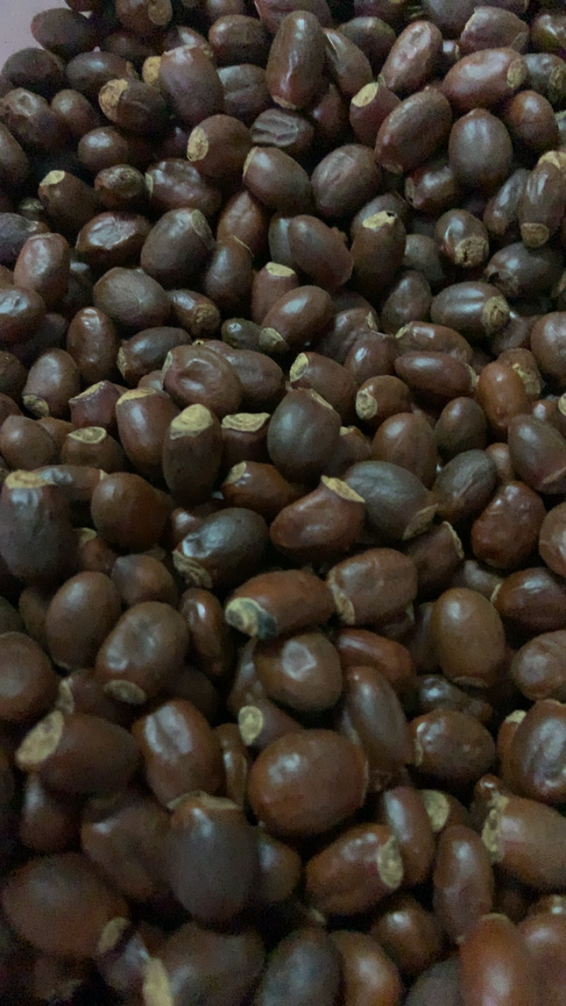 中药材荔枝核无硫熏饮片厂要求符合国家药典要求手机拍摄