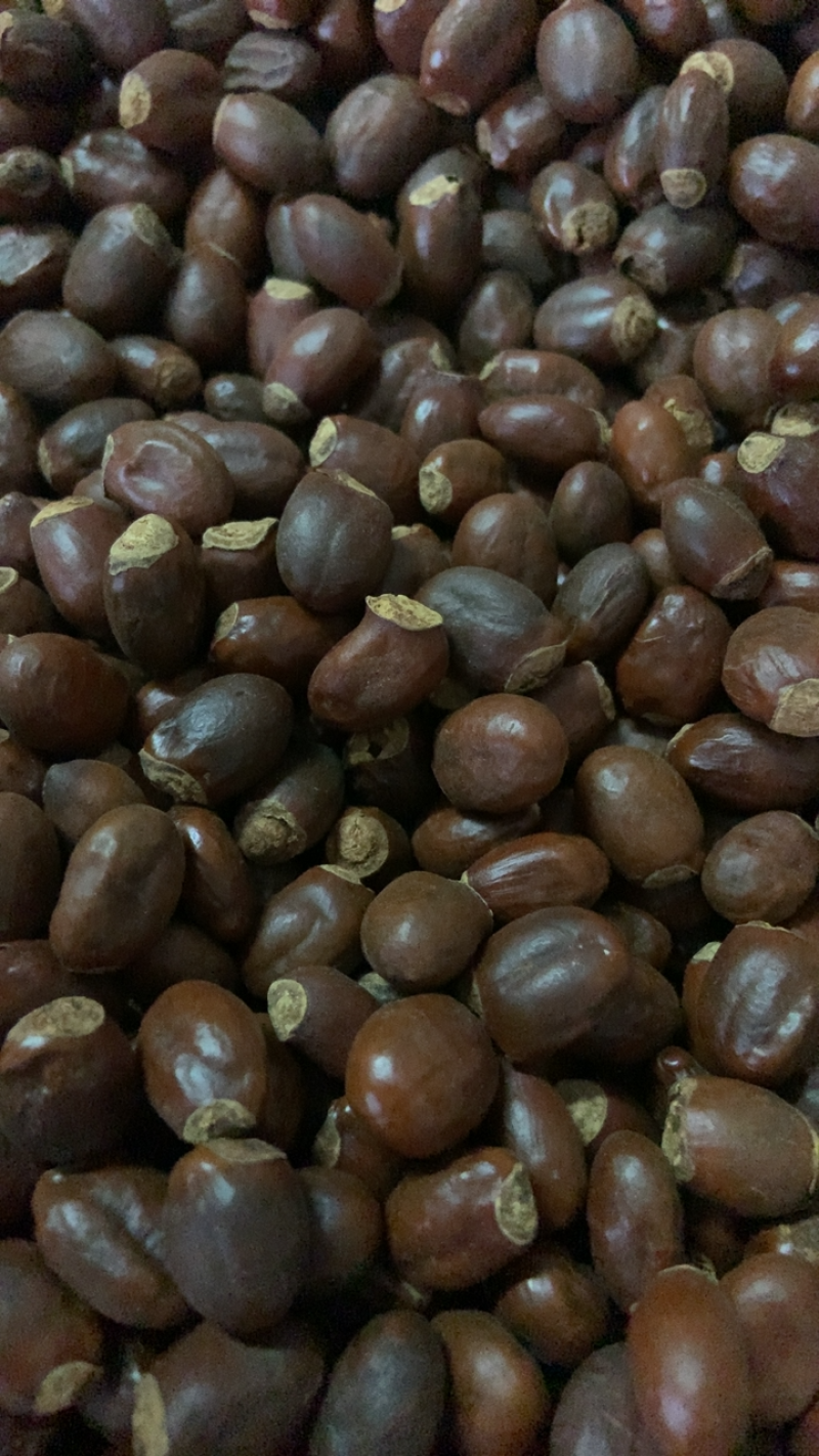 中药材荔枝核无硫熏饮片厂要求符合国家药典要求手机拍摄