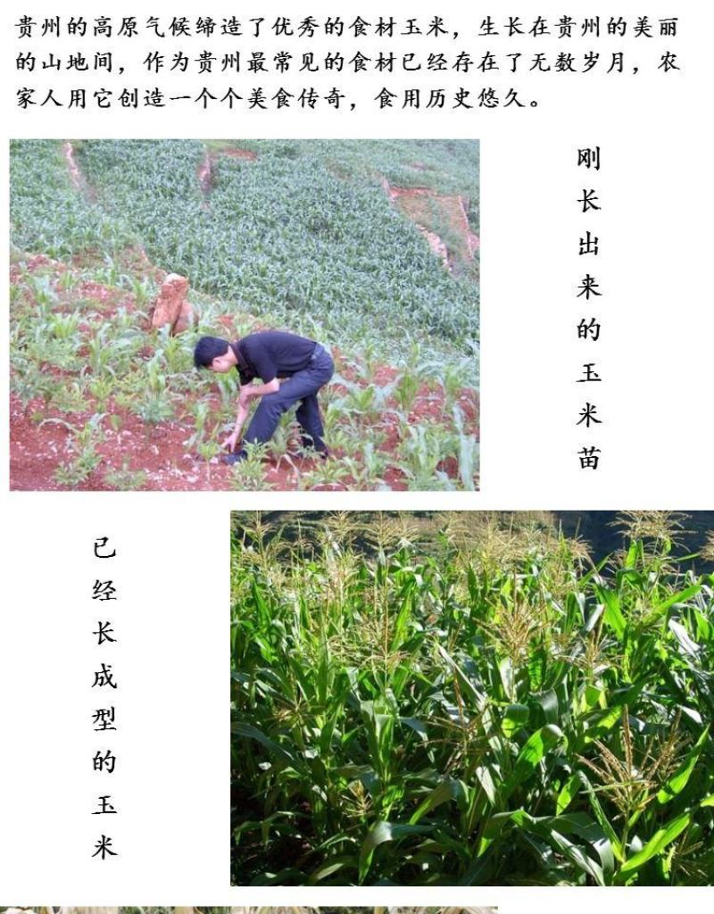 贵州石磨白玉米面玉米粉玉米面粉白苞谷面棒子面包谷饭杂粮
