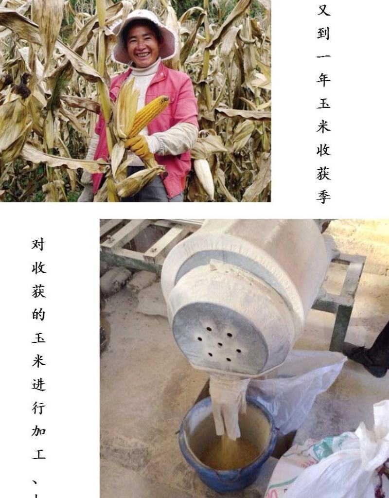贵州石磨白玉米面玉米粉玉米面粉白苞谷面棒子面包谷饭杂粮