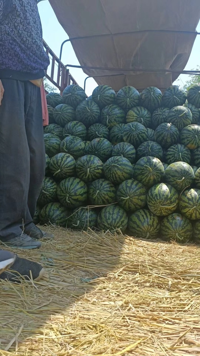 陕西甜王西瓜全国整车代发大量现货一块包上车