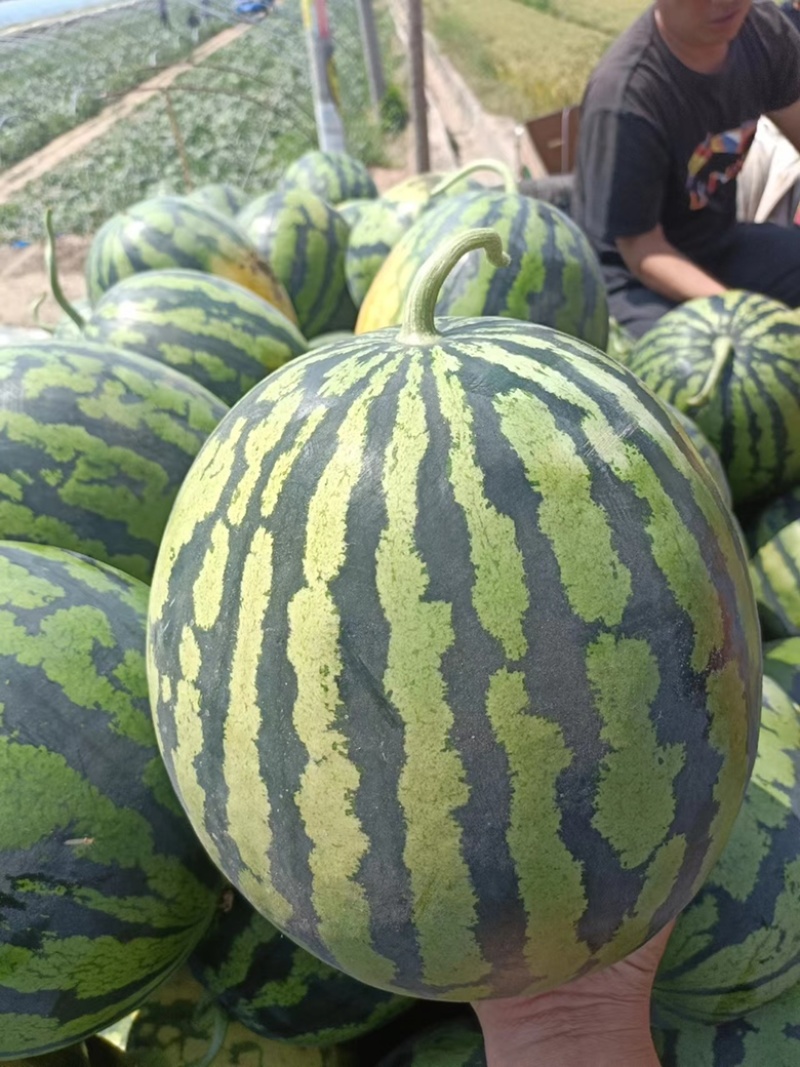 陕西甜王西瓜全国整车代发大量现货一块包上车