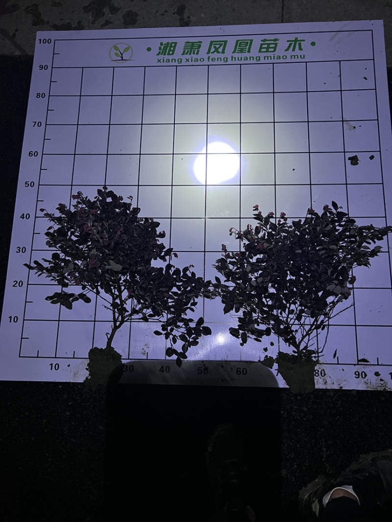 红花继木小毛球红花继木毛球红花继木红花继木小苗