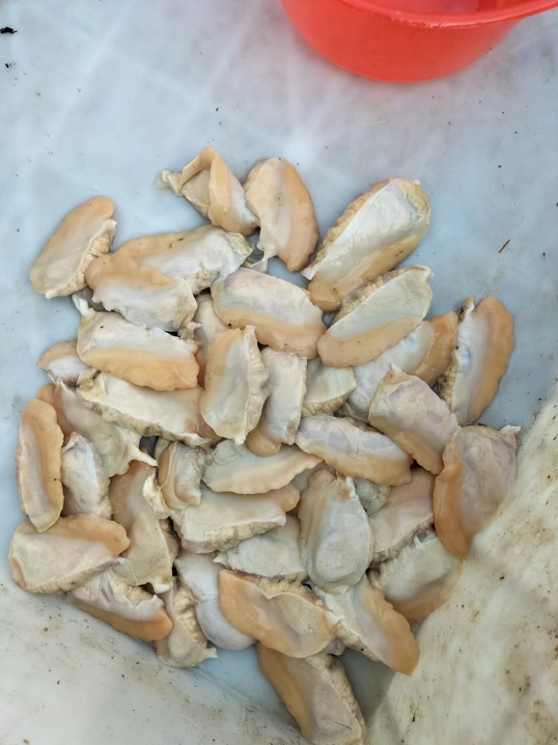 【牛商店长推荐】河蚌肉大量供应厂家直发视频看货
