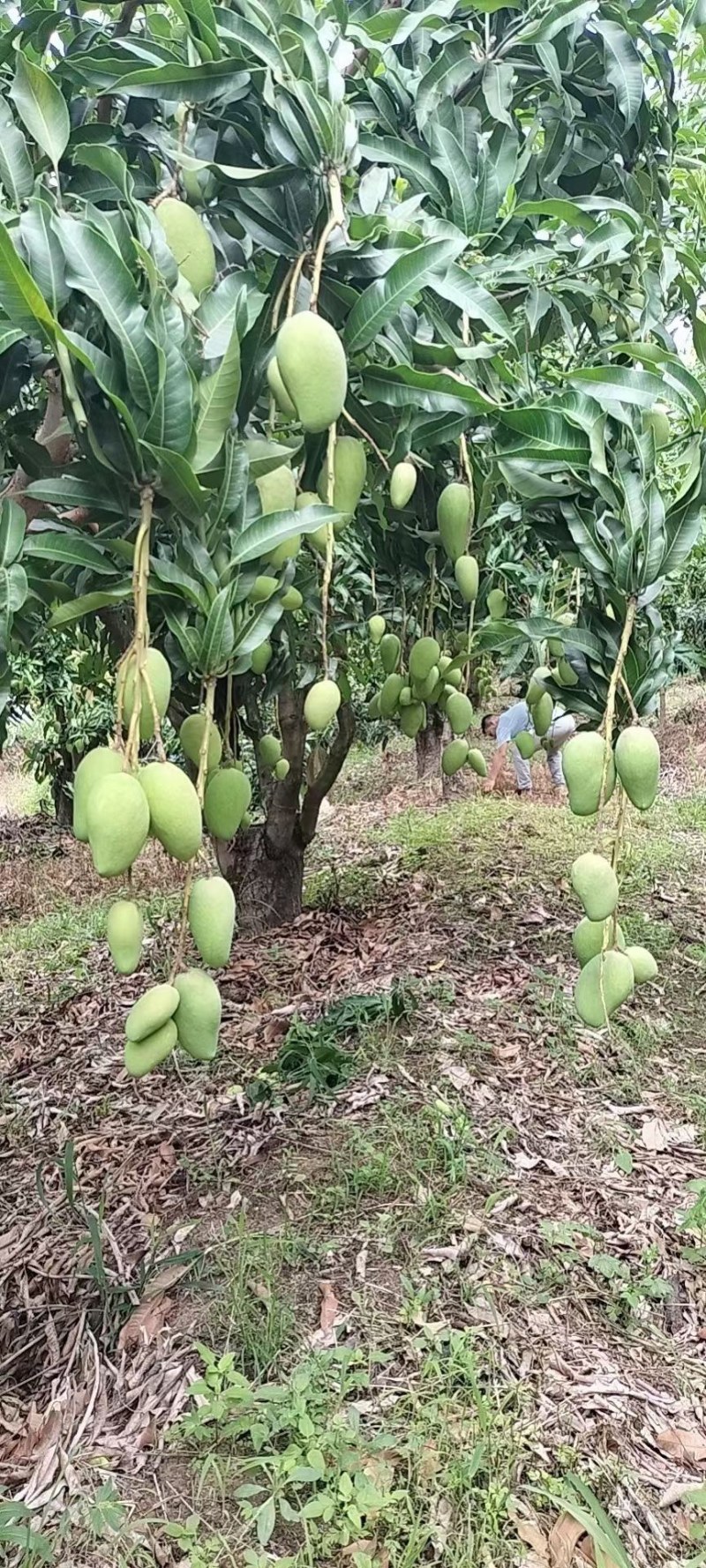 屏边芒果