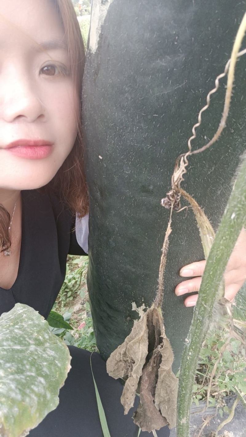 黑皮吊冬瓜20斤以上吊冬瓜！可以实地选货！提供回程车