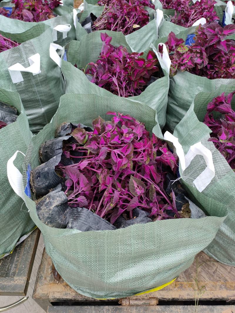 彩叶草！广东省揭阳市榕城区供应商。