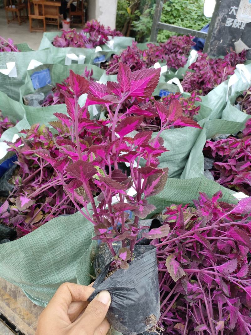 彩叶草！广东省揭阳市榕城区供应商。