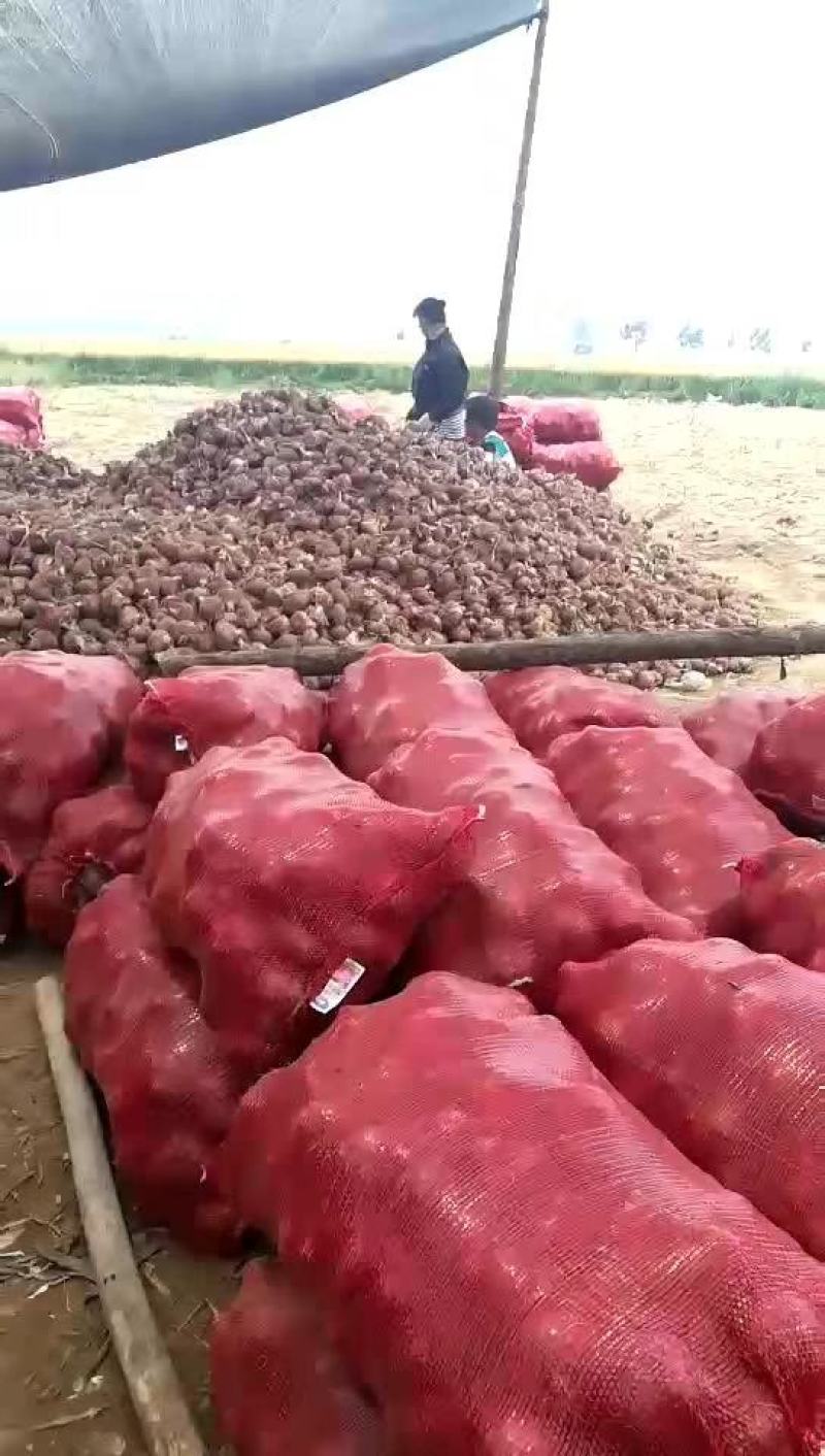 大量供应洋葱