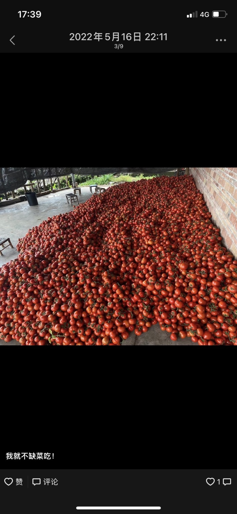 自家蔬菜大棚种植基地，可实地看货，质量保证走车价1.5