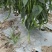 自家蔬菜大棚种植基地，可实地看货，质量保证走车价1.5