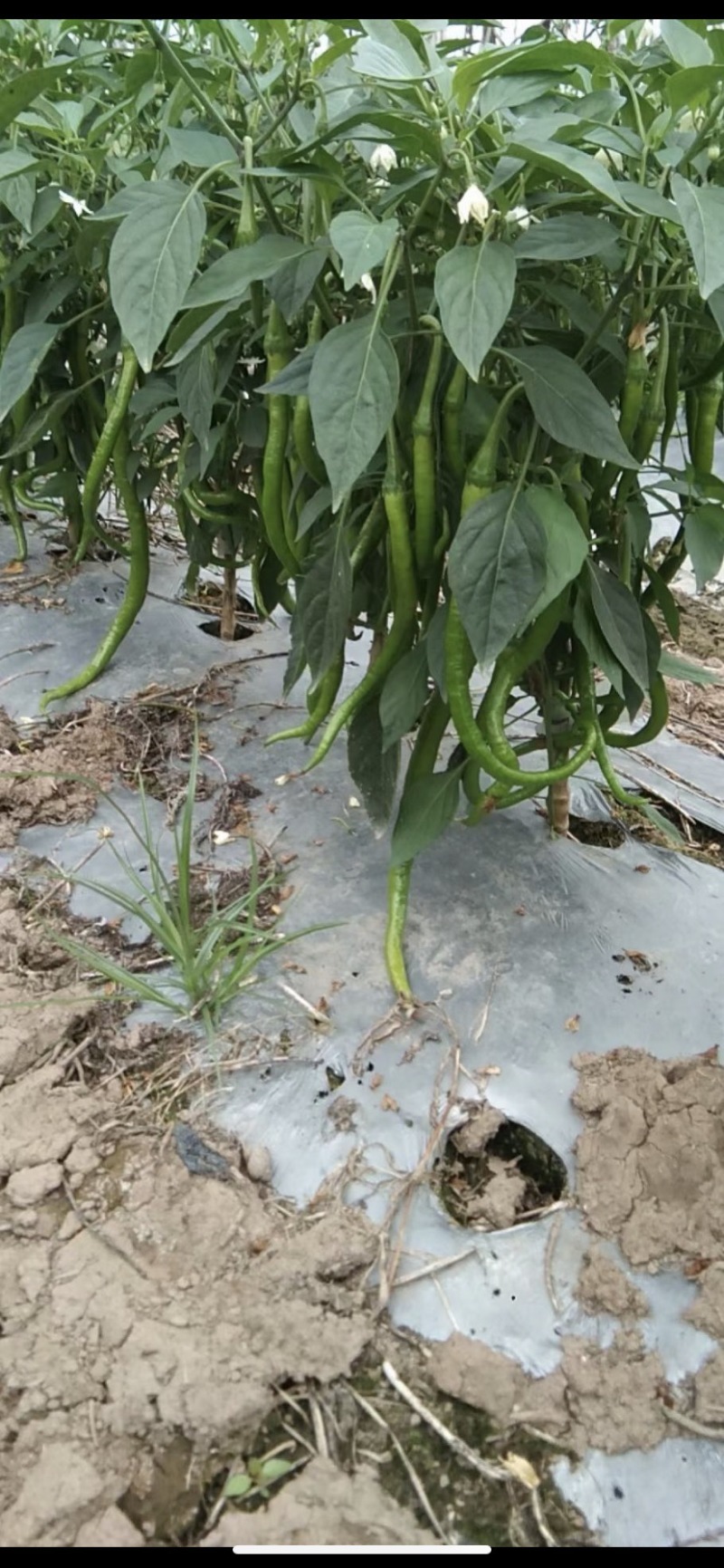自家蔬菜大棚种植基地，可实地看货，质量保证走车价1.5