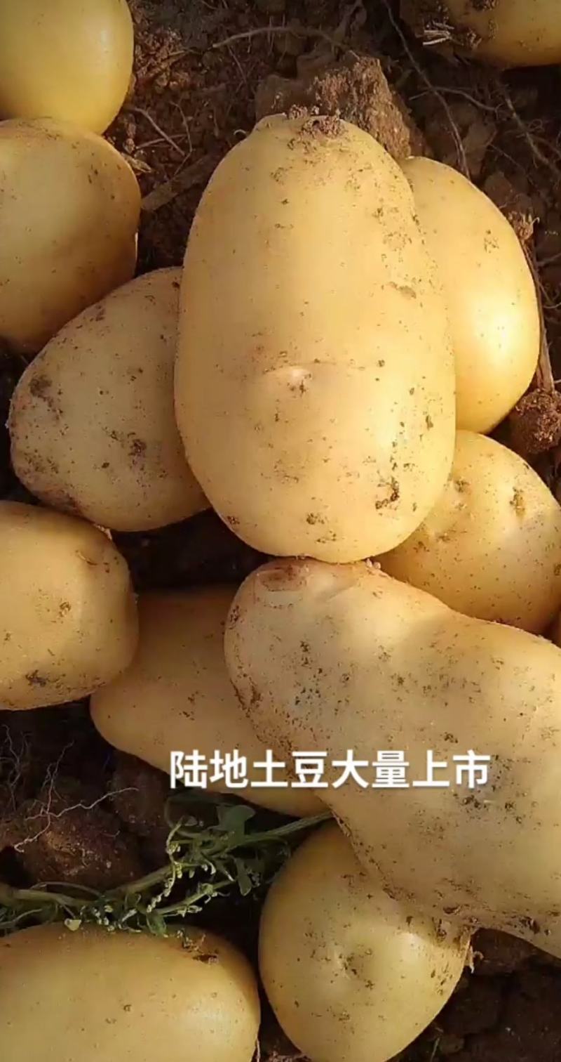 山亭区陆地土豆大量上市需要的联系