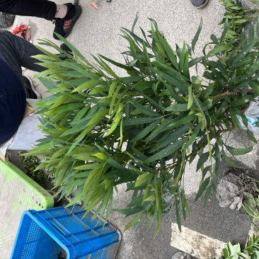 十大功劳大毛球