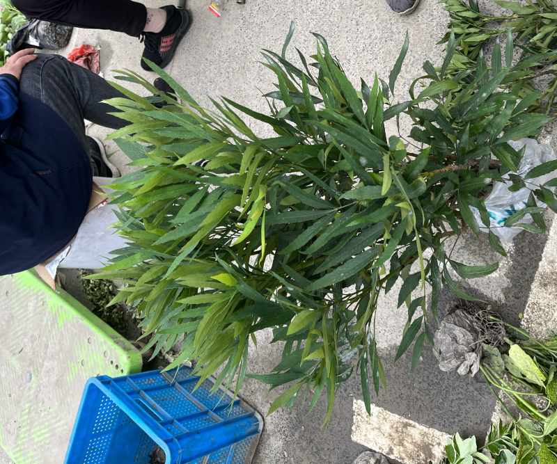 十大功劳大毛球