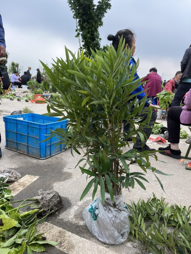 十大功劳大毛球