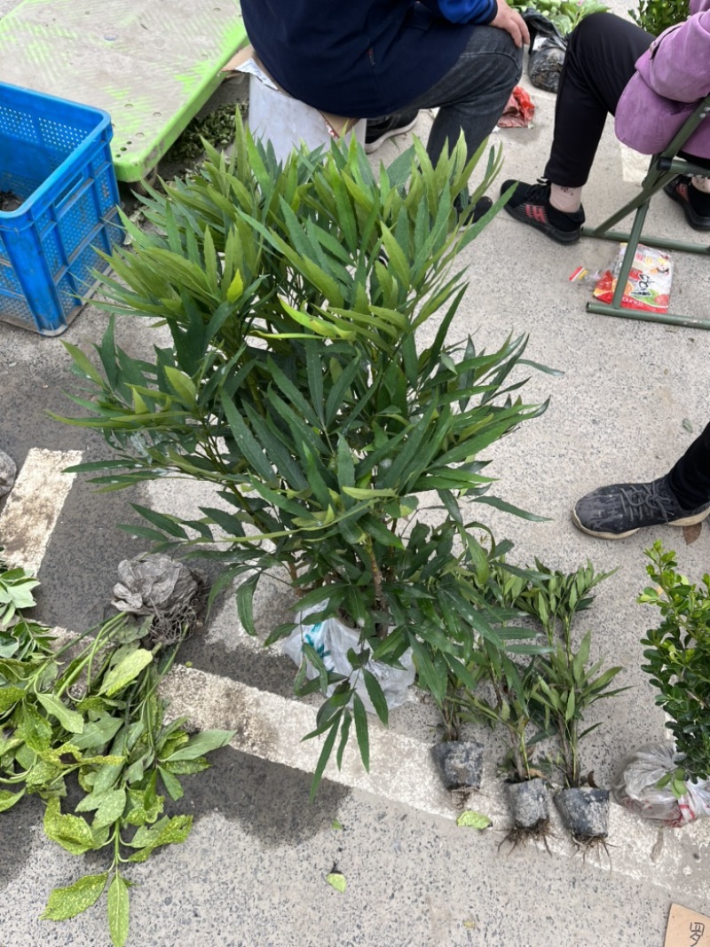 十大功劳大毛球