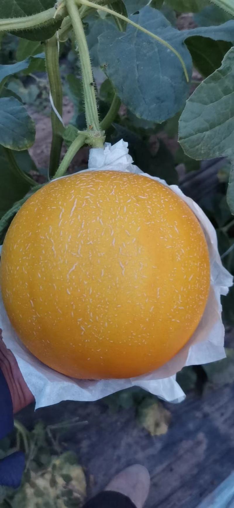 久红瑞