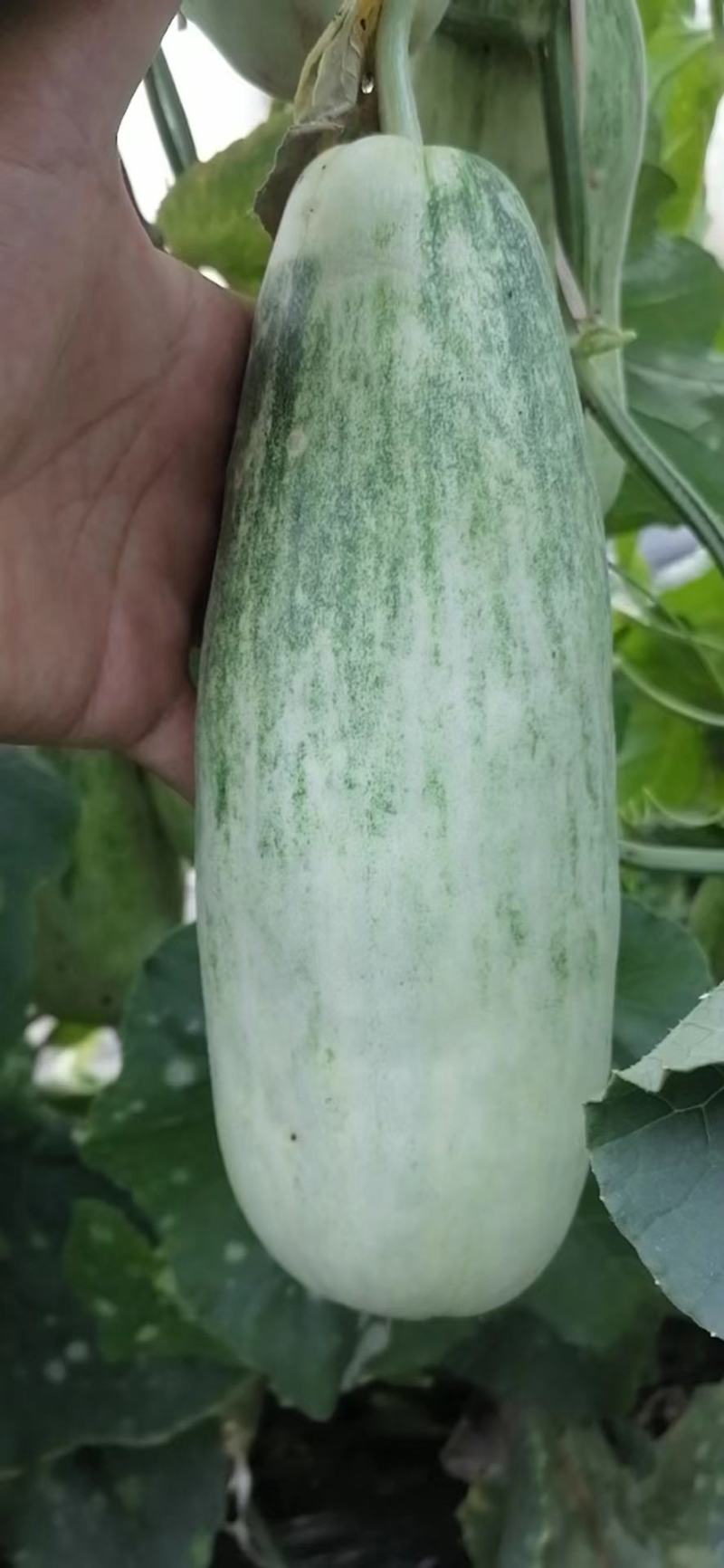 久红瑞
