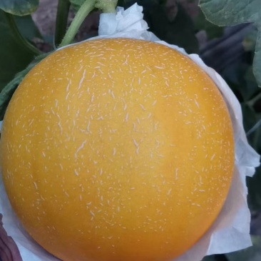久红瑞