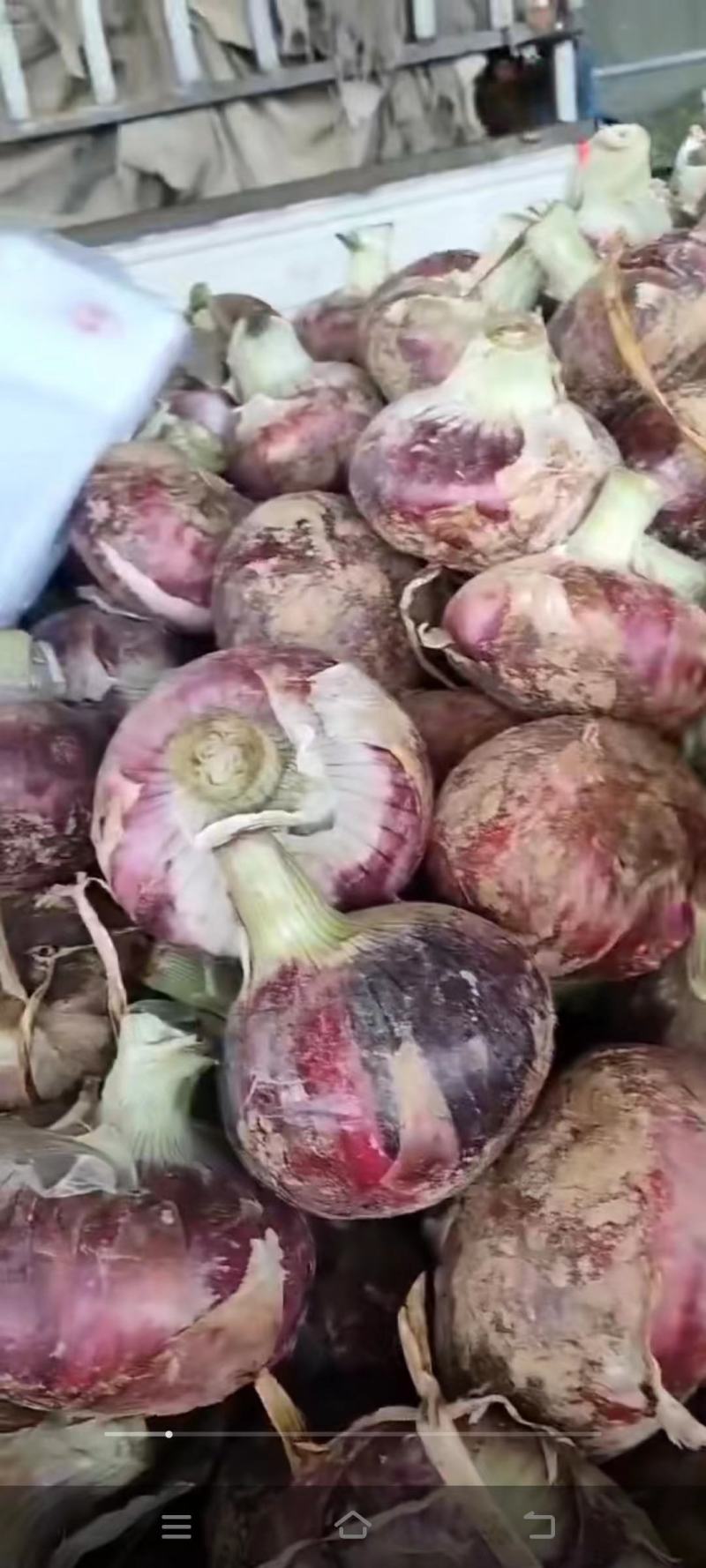 二红紫皮洋葱，货源充足，商超品质，一手货源产地直发