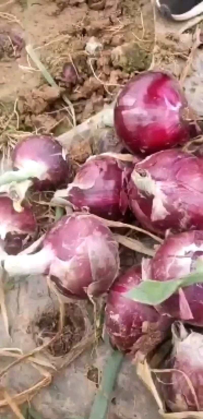 二红紫皮洋葱，货源充足，商超品质，一手货源产地直发