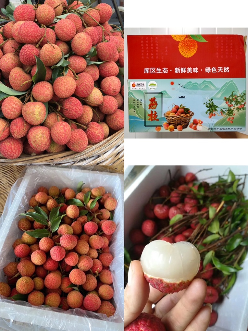 广东高州平山糯米糍荔枝．皮薄肉厚·全是小核的·
