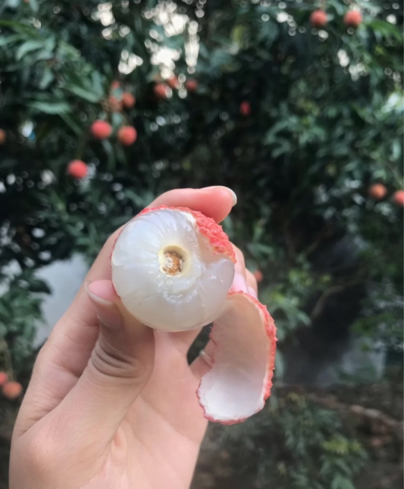 广东高州平山糯米糍荔枝．皮薄肉厚·全是小核的·