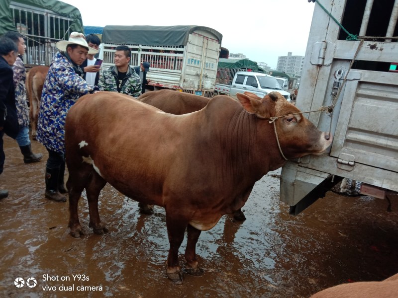 本人代购贵州西南高山放养纯土黄牛肉质杠杠的，协助找车