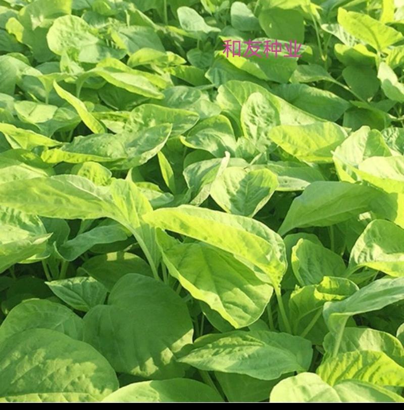 亚美油青圆叶苋菜种子