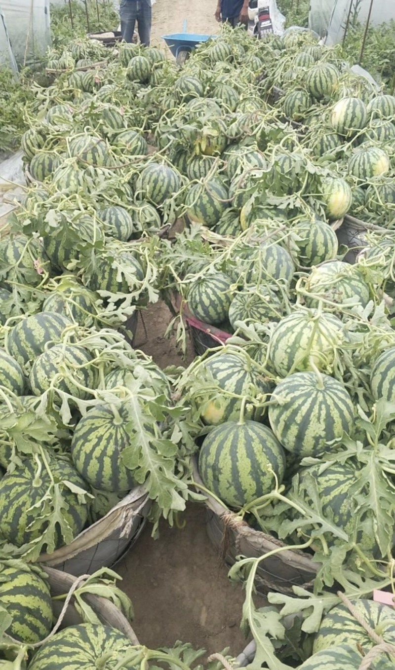 安徽精品西瓜美都西瓜现摘现发代发全国