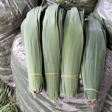 白洋淀新鲜粽叶现采现卖，质量好价格低。端午节包粽子了！