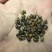 北方正宗黄皮苦参种籽