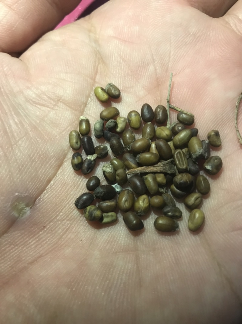北方正宗黄皮苦参种籽