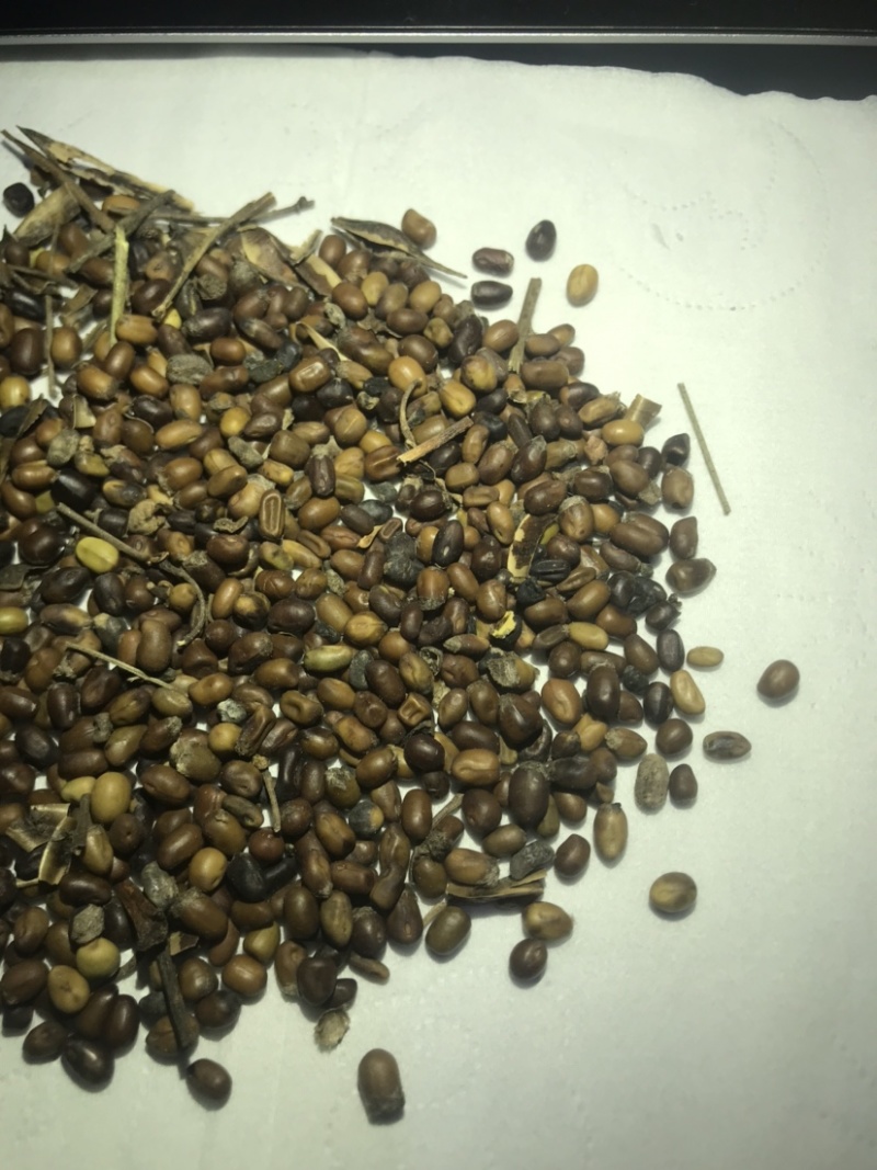 北方正宗黄皮苦参种籽