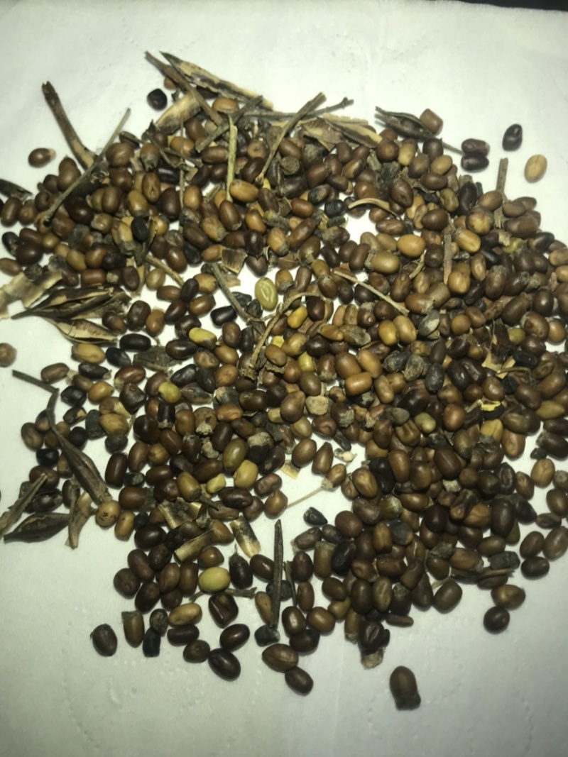 北方正宗黄皮苦参种籽