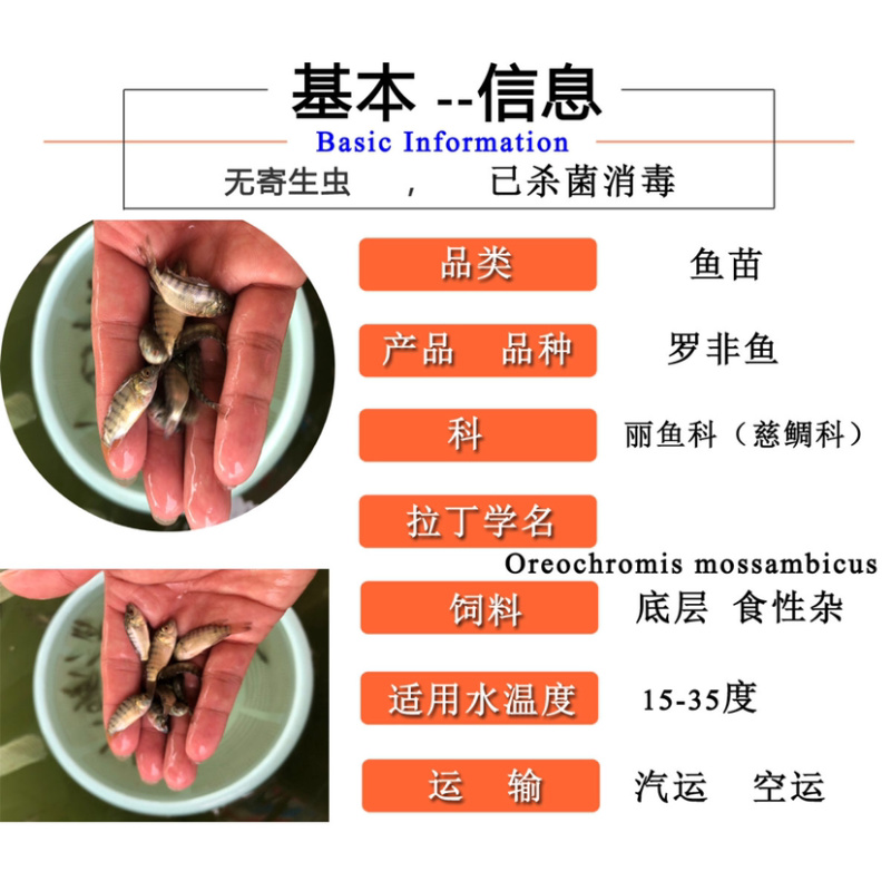 罗非鱼苗海南一号福寿鱼金凤鱼脆肉罗非苗特大海南种苗