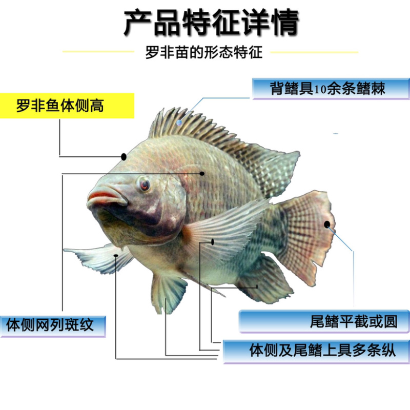 罗非鱼苗海南一号福寿鱼金凤鱼脆肉罗非苗特大海南种苗