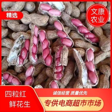 四粒红鲜花生籽粒饱满代发全国电商市场超市档口保质保量