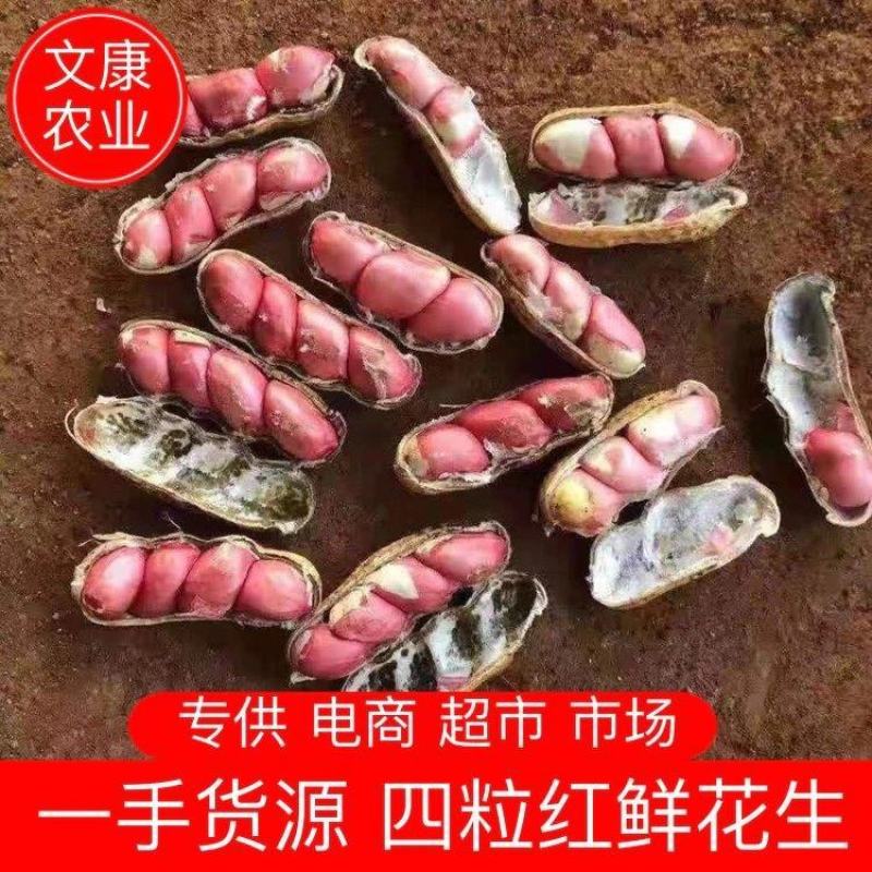 精选四粒红鲜花生，过筛子手选果，籽粒饱满，直供，超市市场