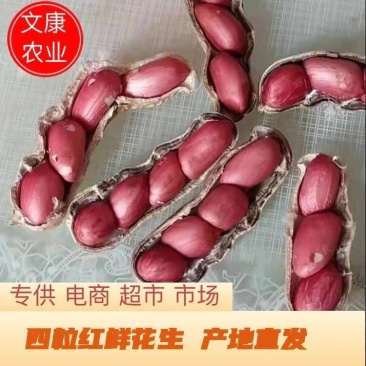 河南万亩基地直供四粒红鲜花生，籽粒饱满，超市，市场，直供