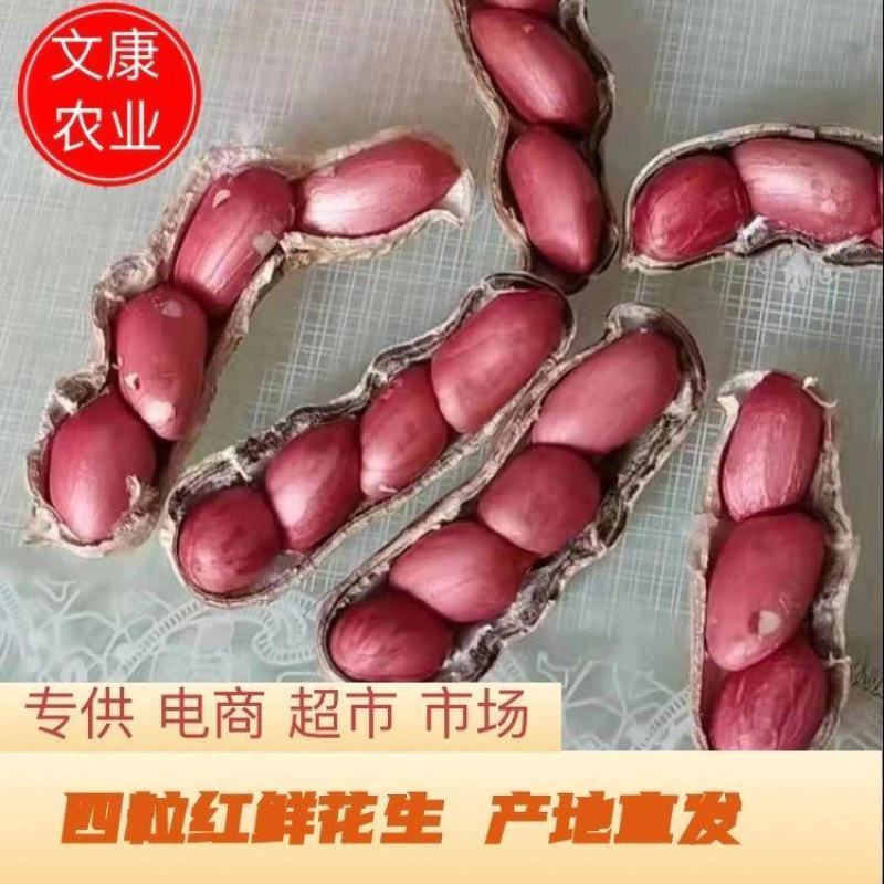 河南万亩基地直供四粒红鲜花生，籽粒饱满，超市，市场，直供