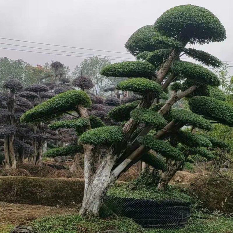 造型小叶女贞