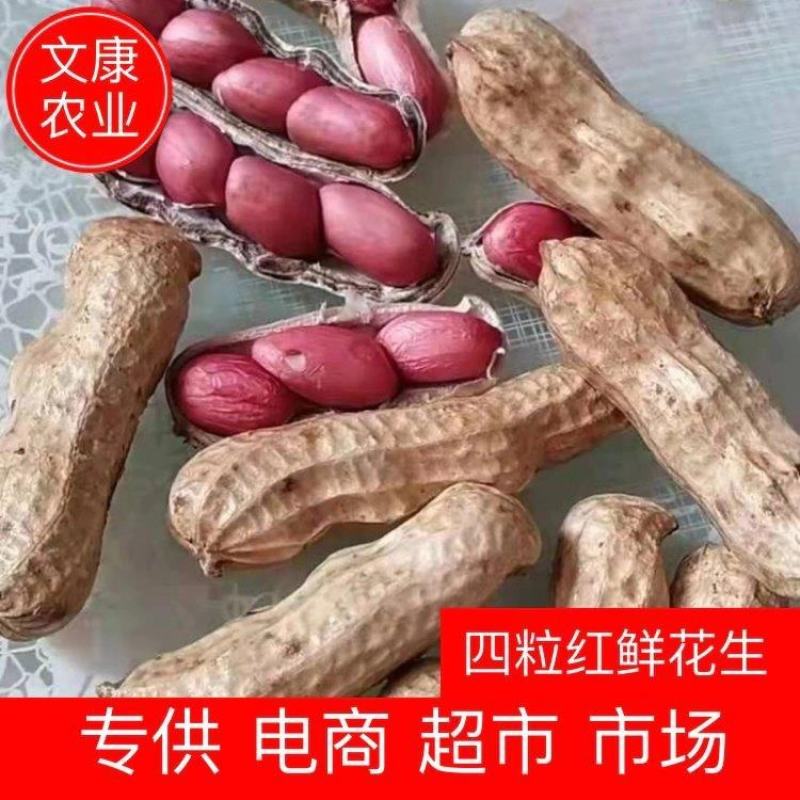 四粒红鲜花生，小白沙，鲁花，产地大量供应，超市，电商