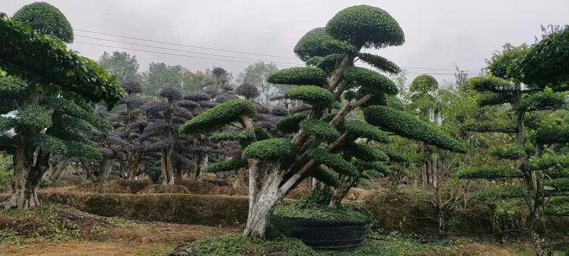 造型小叶女贞