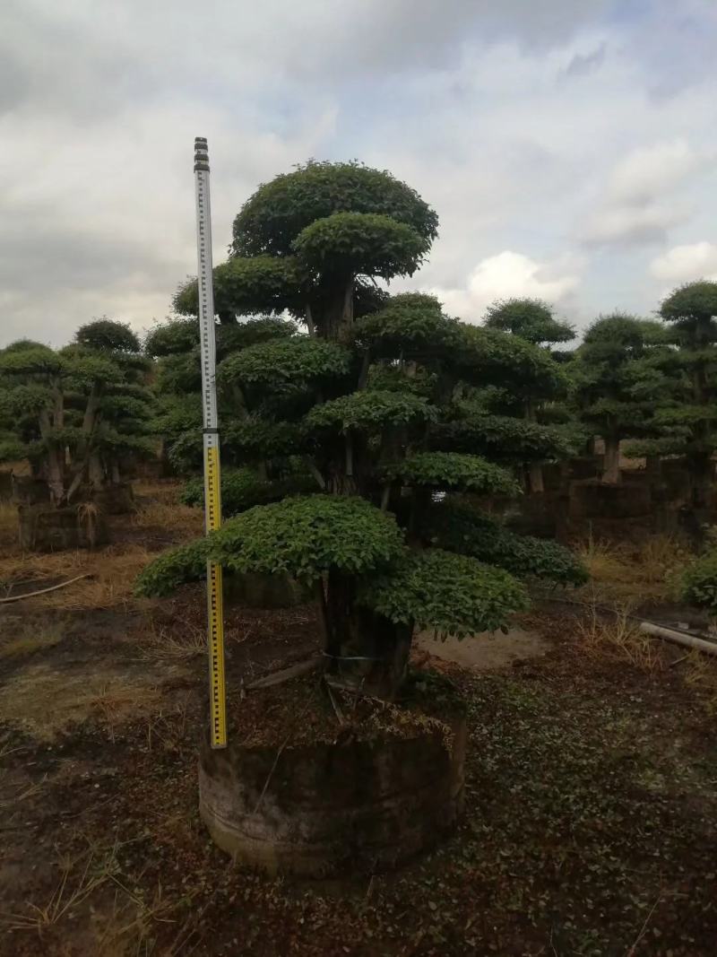 造型小叶女贞