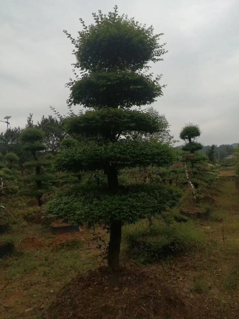 造型小叶女贞
